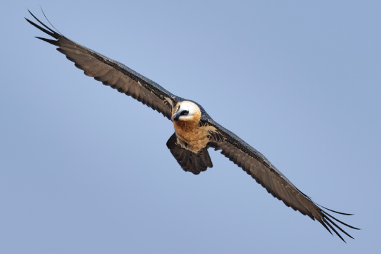 Bearded Vulture - Southern Drakensberg Conservation Project - Sani Pass Tours